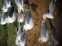 Goéland argenté Larus argentatus R:C3V