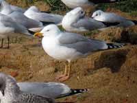 Goéland argenté Larus argentatus R:C3V