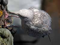 Goéland argenté Larus argentatus R:N2K