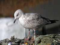 Goéland argenté Larus argentatus R:N2K