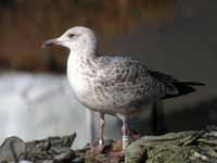 Goéland argenté Larus argentatus R:N2K