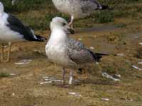 Goéland argenté Larus argentatus R:S3P