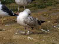 Goéland argenté Larus argentatus R:S3P