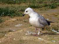 Goéland argenté Larus argentatus R:S3P