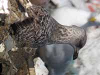 Goéland argenté Larus argentatus R:T1P