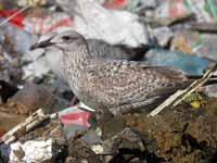 Goéland argenté Larus argentatus R:T1P