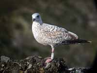 Goéland argenté Larus argentatus R:T1P