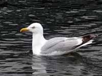 Goéland argenté Larus a. argentatus