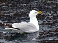 Goéland argenté Larus a. argentatus