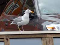 Goéland argenté Larus a. argentatus