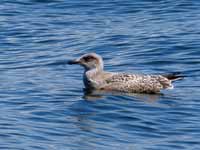 Goéland argenté Larus a. argentatus