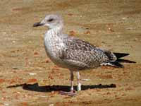 Goéland argenté Larus argentatus R:V9T