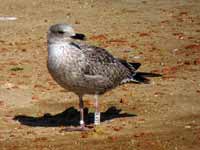 Goéland argenté Larus argentatus R:V9T