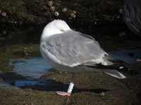 Goéland argenté Larus argentatus 5·AJ4