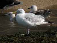 Goéland argenté Larus argentatus 8CL3