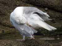 Goéland argenté Larus argentatus 8CL3