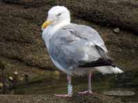 Goéland argenté Larus argentatus 8CL3