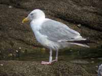 Goéland argenté Larus argentatus 8CL3