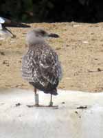 Goéland argenté Larus argentatus R:V4X