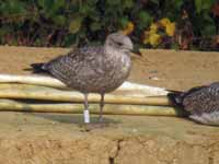 Goéland argenté Larus argentatus 4FU7