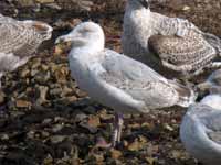 Goéland argenté Larus argentatus 2FK8