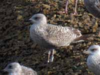 Goéland argenté Larus argentatus R:V9T