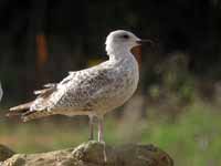 Goéland argenté Larus argentatus R:V9T