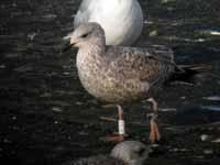 Goéland argenté Larus argentatus 4FU7