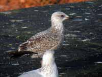 Goéland argenté Larus argentatus 4FU7