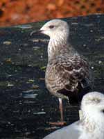 Goéland argenté Larus argentatus 4FU7