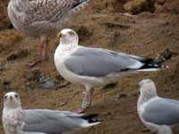 Goéland argenté Larus argentatus R:A7V