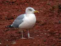 Goéland argenté Larus argentatus R:C8U