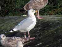 Goéland argenté Larus argentatus R:A7V