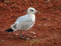 Goéland argenté Larus argentatus R:N2K