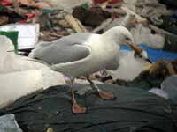 Goéland argenté Larus argentatus R:C6C