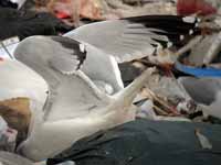 Goéland argenté Larus argentatus R:C6C