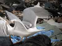 Goéland argenté Larus argentatus R:C6C