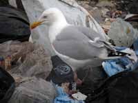 Goéland argenté Larus argentatus R:C6C