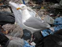 Goéland argenté Larus argentatus R:C6C