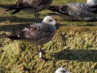 Goéland argenté Larus argentatus 4FU7