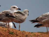 Goéland argenté Larus argentatus 4FU7