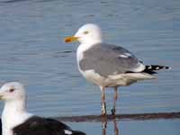 Goéland argenté Larus argentatus R:A7P