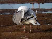 Goéland argenté Larus argentatus R:E8T