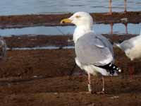 Goéland argenté Larus argentatus R:E8T