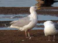 Goéland argenté Larus argentatus R:E8T