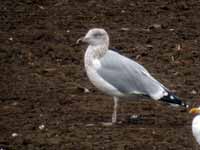 Goéland argenté Larus argentatus R:E7C