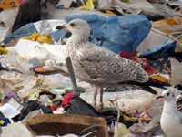 Goéland argenté Larus argentatus R:V9T