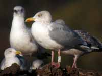 Goéland argenté Larus argentatus R:C8U