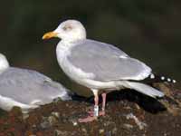 Goéland argenté Larus argentatus R:J0H