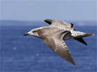 Goéland argenté Larus argentatus